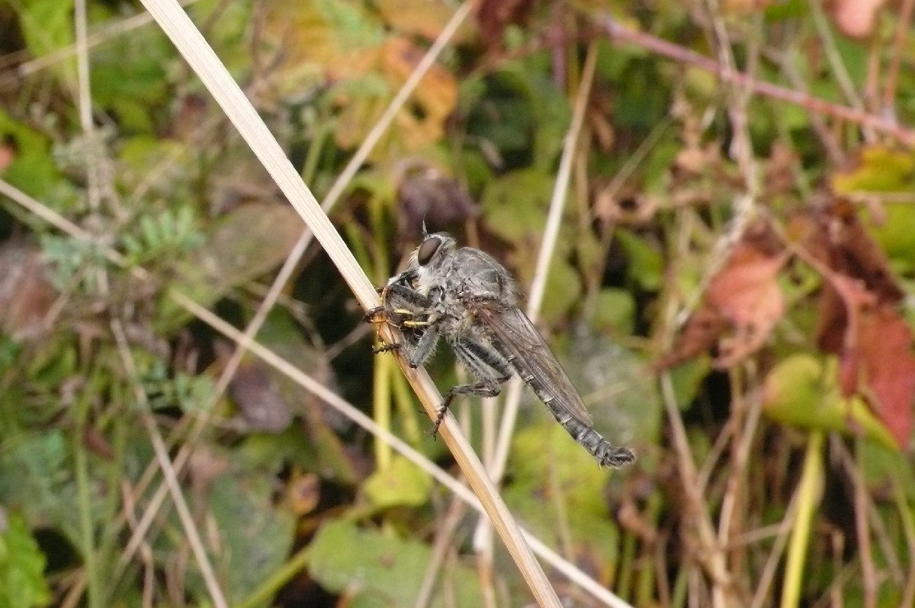 Mosca predatrice